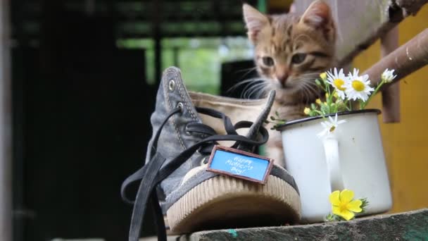 Een schoen, inscriptie Happy Mothers Day en een schattig kitten. — Stockvideo