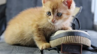 Seni seviyorum metin ve yavru kedi