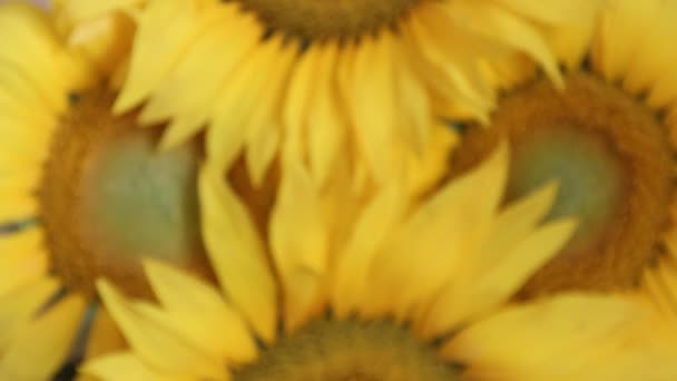 Zonnebloemen - bloem achtergrond — Stockvideo