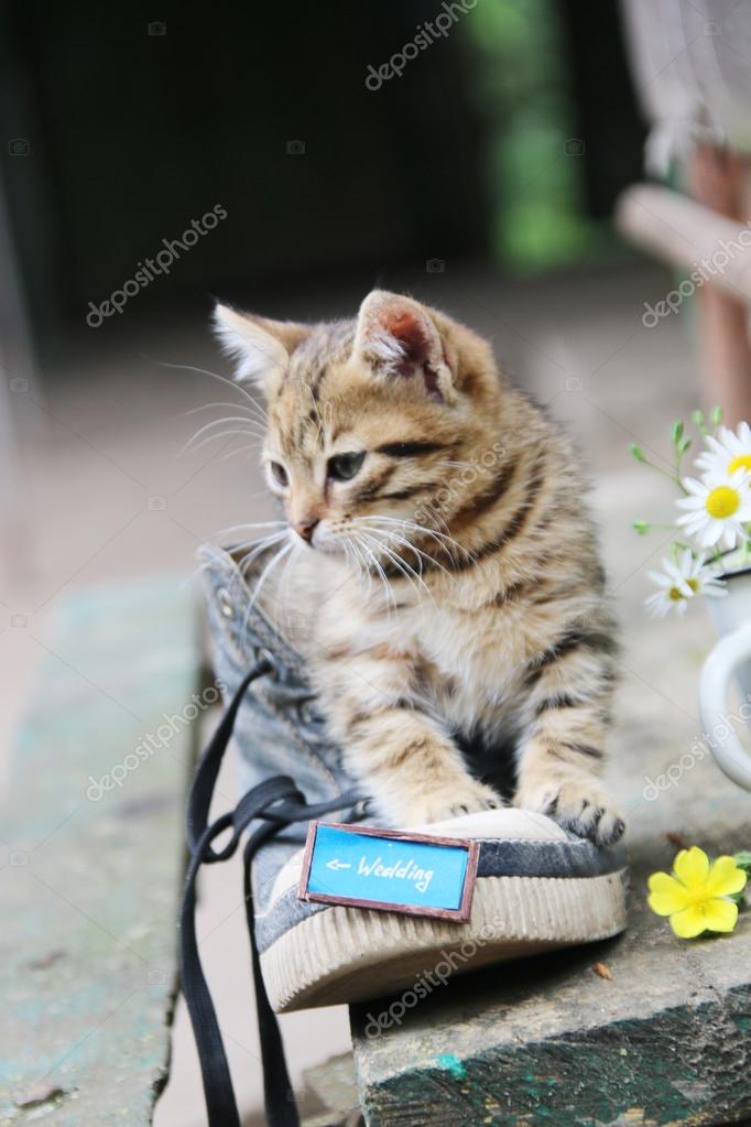 Идея фото с котенком Идея фото с котенком