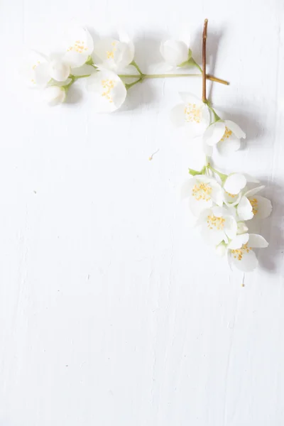 Marco de flores sobre fondo de madera blanca. Con espacio de copia . —  Fotos de Stock