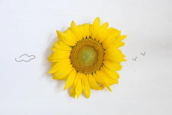 Sonnenblume - Sommeridee — Stockfoto