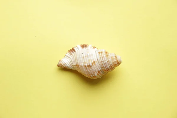 Marine background. Shell on a yellow background. — Stock Photo, Image