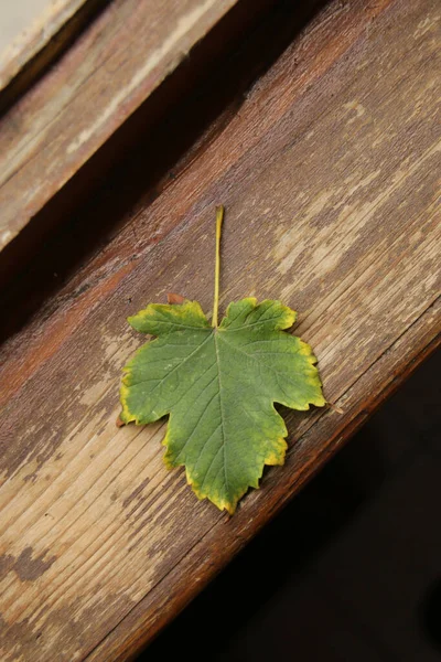 Hoja de otoño se encuentra en una tabla de madera. Fondo de otoño. —  Fotos de Stock