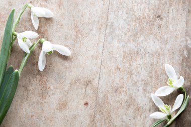 ahşap zemin üzerinde güzel kardelen.