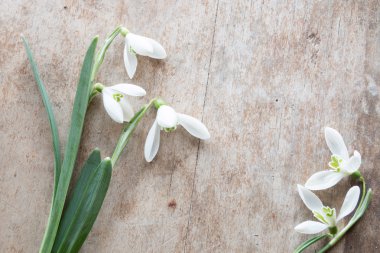 ahşap zemin üzerinde güzel kardelen.