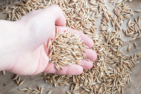 Grain oats — Stock Photo, Image