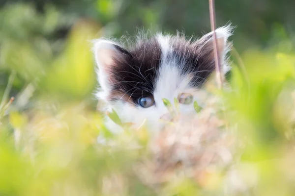 Kedi yaz yeşil çimen. — Stok fotoğraf