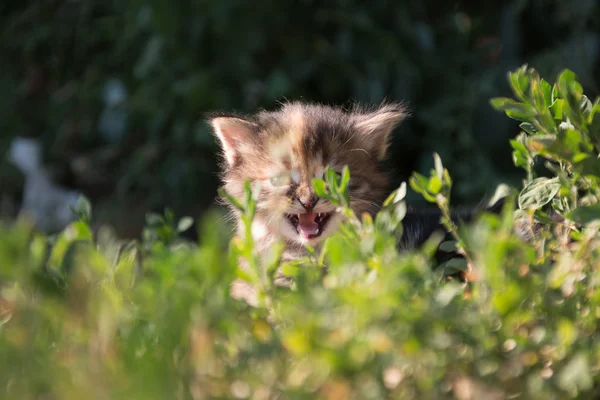 Kitten roars — Stock Photo, Image