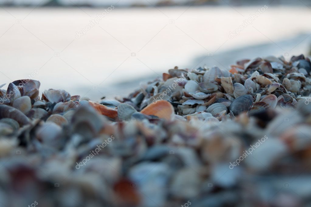 Seashells on the beach, evening.