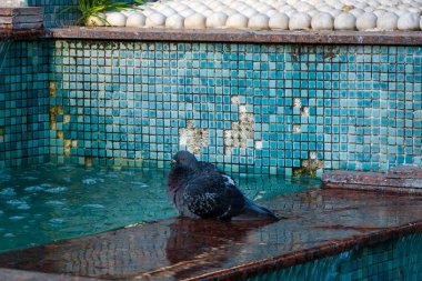 İstanbul Parkı 'ndaki mozaik desenli süslü turkuazda güvercin yüzdürme havuzu - kentsel vahşi yaşam içme ve dekoratif kamu sularında yıkanma
