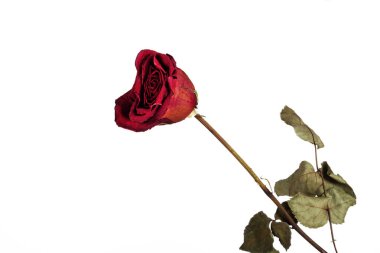 Beyaz arka planda kırmızı solmuş gül, izole