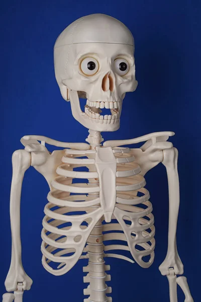Esqueleto Humano Artificial Sobre Fondo Azul Primer Plano —  Fotos de Stock