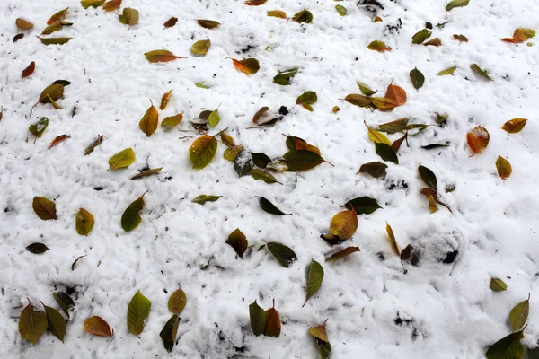 Yellow Green Leaves Tree Lie Snow — Stock Photo, Image