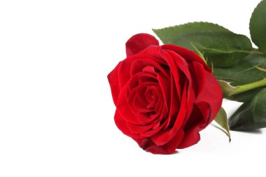 beyaz arkaplanda yükseldi, izole, yakın plan 