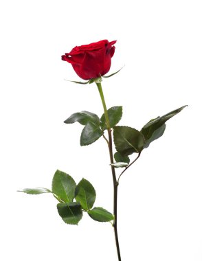 Beyaz arkaplanda kırmızı gül, izole