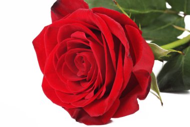 Beyaz arkaplanda kırmızı gül, izole, yakın plan 