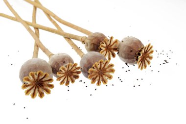 Seven poppy boxes on a white background, poppy seeds are scattered nearby, isolated on a white background, close-up 