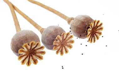 Three poppy boxes on a white background, poppy seeds are scattered nearby, isolated on a white background, close-up 