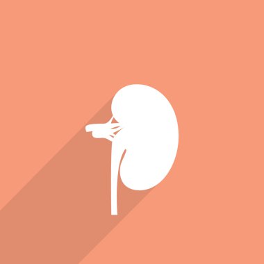 düz böbrek simgesi.