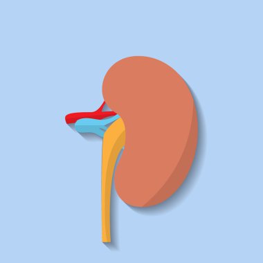 Vektör düz böbrek simgesi.