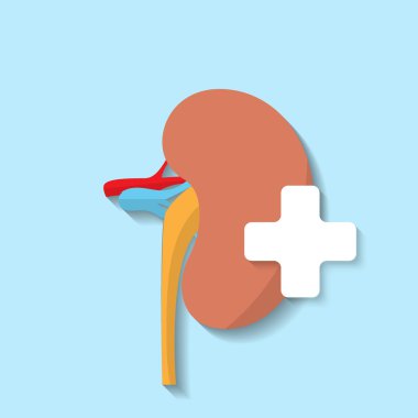 Vektör düz böbrek simgesi.