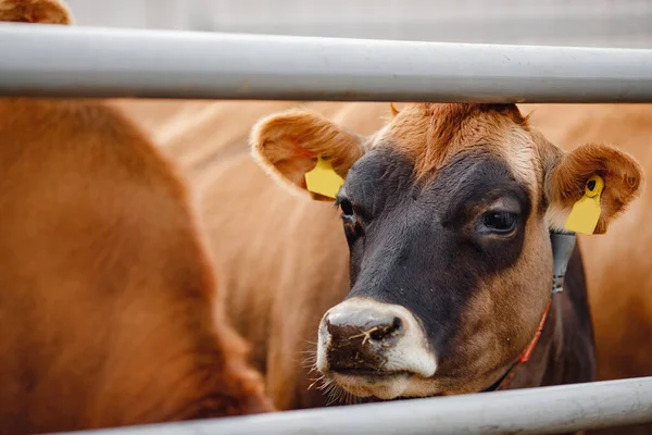 Nowoczesna zautomatyzowana farma do hodowli krów z Jersey. Przemysł mięsny, mleczarski, serowy — Zdjęcie stockowe