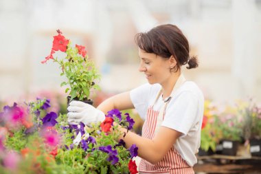 Bahçede çiçeklerle ilgilenmek ve onları beslemek, kadın bahçıvan serada çalışıyor.