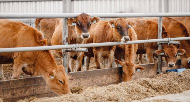 Otomatik yakalı inekler kırmızı forma. Banner modern çiftlik sütü ve et üretimi çiftlik hayvanları endüstrisi