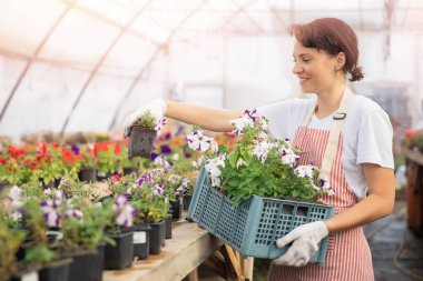 Bahçe arsasını süslemek için çiçek satan bahçıvan, bahçe düzenlemesi için bir kutu bitki tutuyor.
