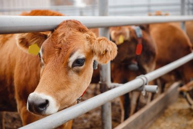 Otomatik yakalı inekler kırmızı forma. Modern tarım süt ve et üretim hayvancılık endüstrisi