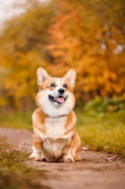 Galli Corgi Pembroke köpeği sonbahar parkında oturmayı emretti.