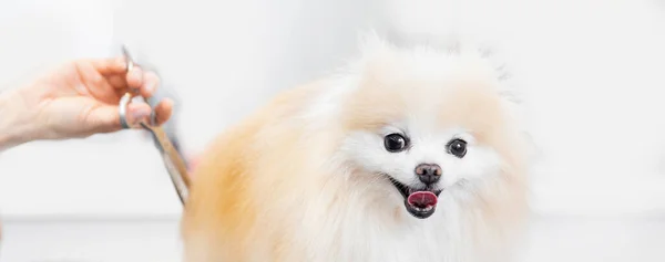 Profissional groomer corte de cabelo com tesoura e clipper pouco sorriso cão pomeranian spitz — Fotografia de Stock