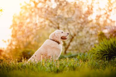 Gülümseyen labrador av köpeği yaz günü çimenlerde oturuyor.