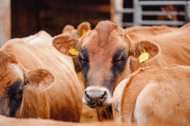 Otomatik yakalı inekler kırmızı forma. Modern tarım süt ve et üretim hayvancılık endüstrisi