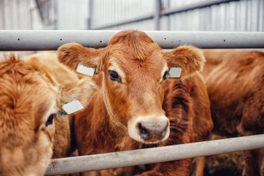 Portre inekleri kırmızı forma ahırda durup saman yiyor. Mandıra çiftlik hayvanları endüstrisi