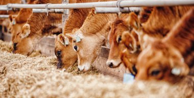 Otomatik yakalı inekler kırmızı forma. Banner modern çiftlik sütü ve et üretimi çiftlik hayvanları endüstrisi