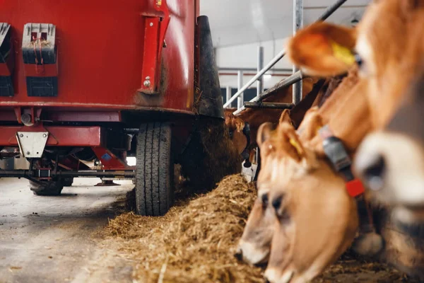 Trator para alimentação automática de vacas com feno na fazenda — Fotografia de Stock