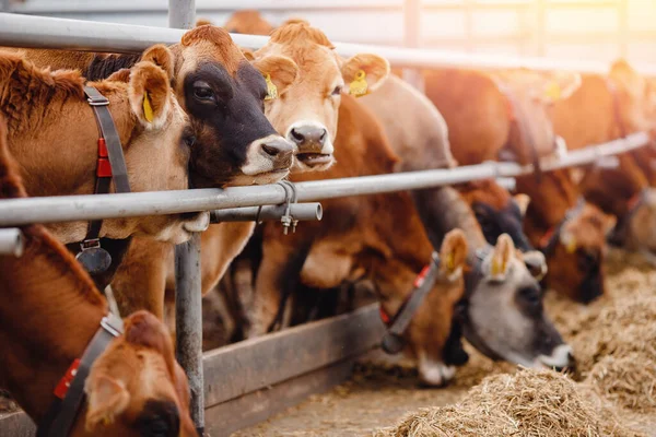 Otomatik yakalı kırmızı formalı portre inekleri ahırda saman yiyorlar. Mandıra çiftlik hayvanları endüstrisi