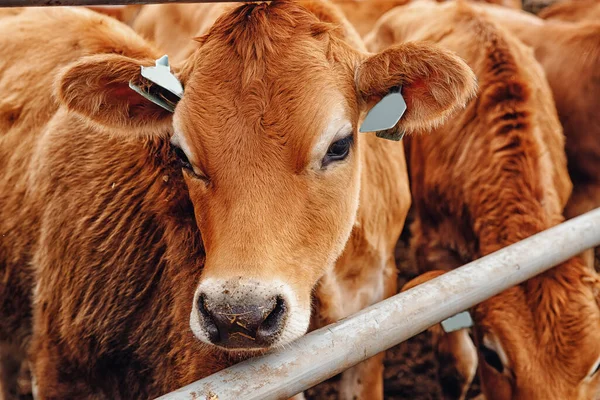 Portret krowy czerwona koszulka stoją w boksie jedząc siano. Przemysł mleczarski — Zdjęcie stockowe