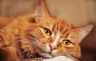 Sonbahar depresyonunda kızıl kediye yakın, üzgün yüz ve gözler