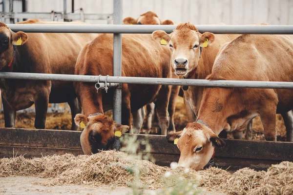 Portré tehenek piros mez automatikus gallér állni standon eszik széna. Tejtermelő gazdaságok állattenyésztési ágazata — Stock Fotó