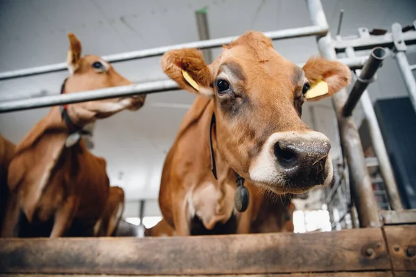Retrato Vacas Camiseta Roja Pie Establo Comer Heno Industria Ganadera — Foto de Stock