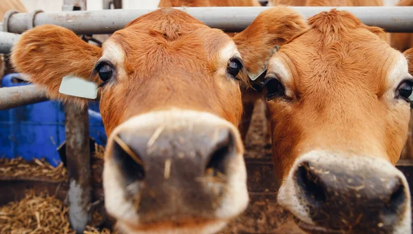 Kor Röd Tröja Med Automatisk Krage Modern Mejeri Och Köttindustri — Stockfoto