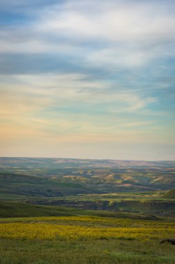 Bahar çiçekleri Doğu Oregon