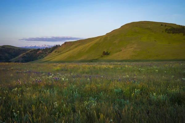 Colinas y flores silvestres en Oregon — Foto de Stock