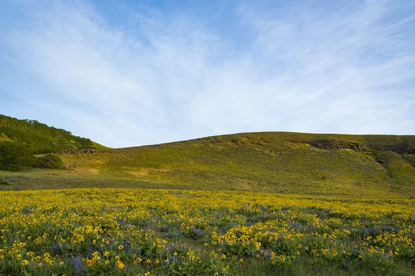 Fiori primaverili nell'Oregon orientale — Foto Stock