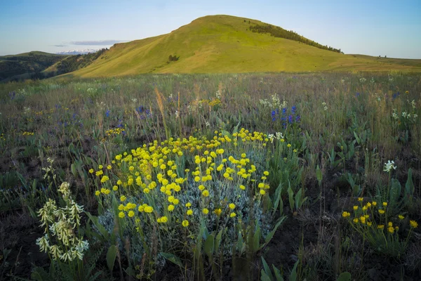 Colline e fiori in Oregon — Foto Stock