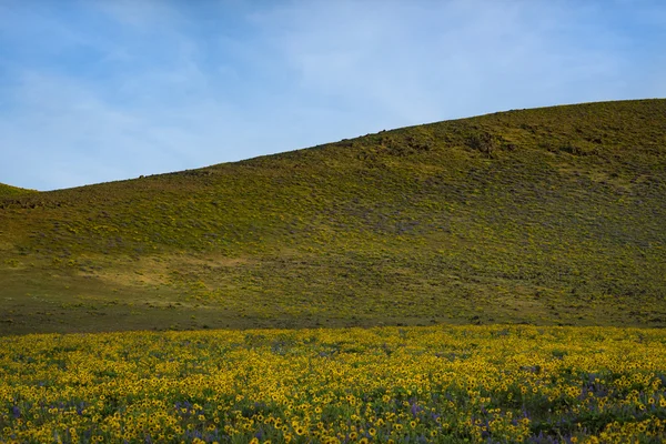 Spring flowers in Eastern Oregon — Stock Photo, Image