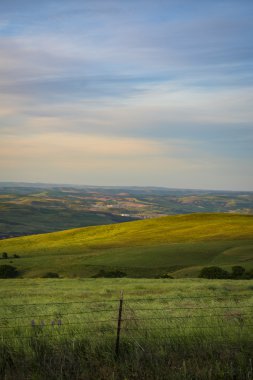 Bahar çiçekleri Doğu Oregon